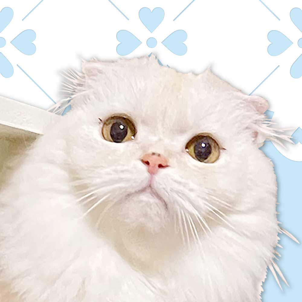 ココちゃん スコティッシュフォールド 猫 猫家具 MEKOKAGU 12