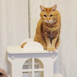 猫家具 猫のお城『キャットホワイトキャッスル 2階建て』