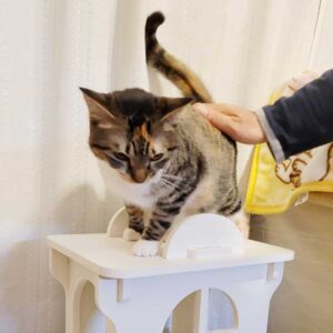 猫家具 猫のお城『キャットホワイトキャッスル 2階建て』