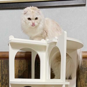 猫家具 猫の螺旋階段型タワー『キャットコロッセオ』